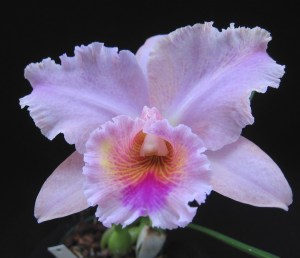 cattleya-image