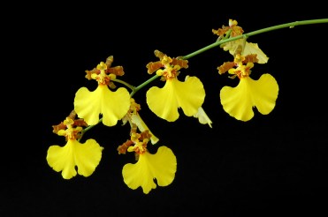 oncidium-flexuosum