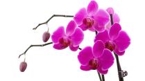 Purple Phals