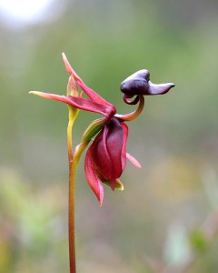 The Flying Duck Orchid 