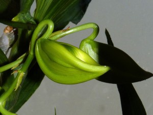 greenswan.orchid
