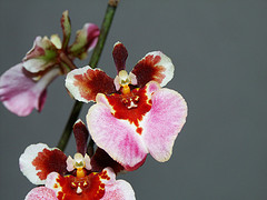 Equitant Oncidium Tolumnia Orchid