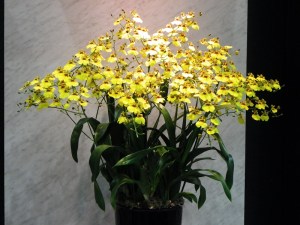September's Birth Month Orchid is the Oncidium, or Dancing Ladies Orchid