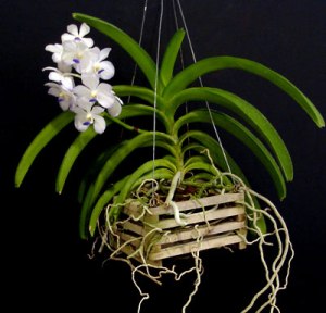 Vanda.in.cage